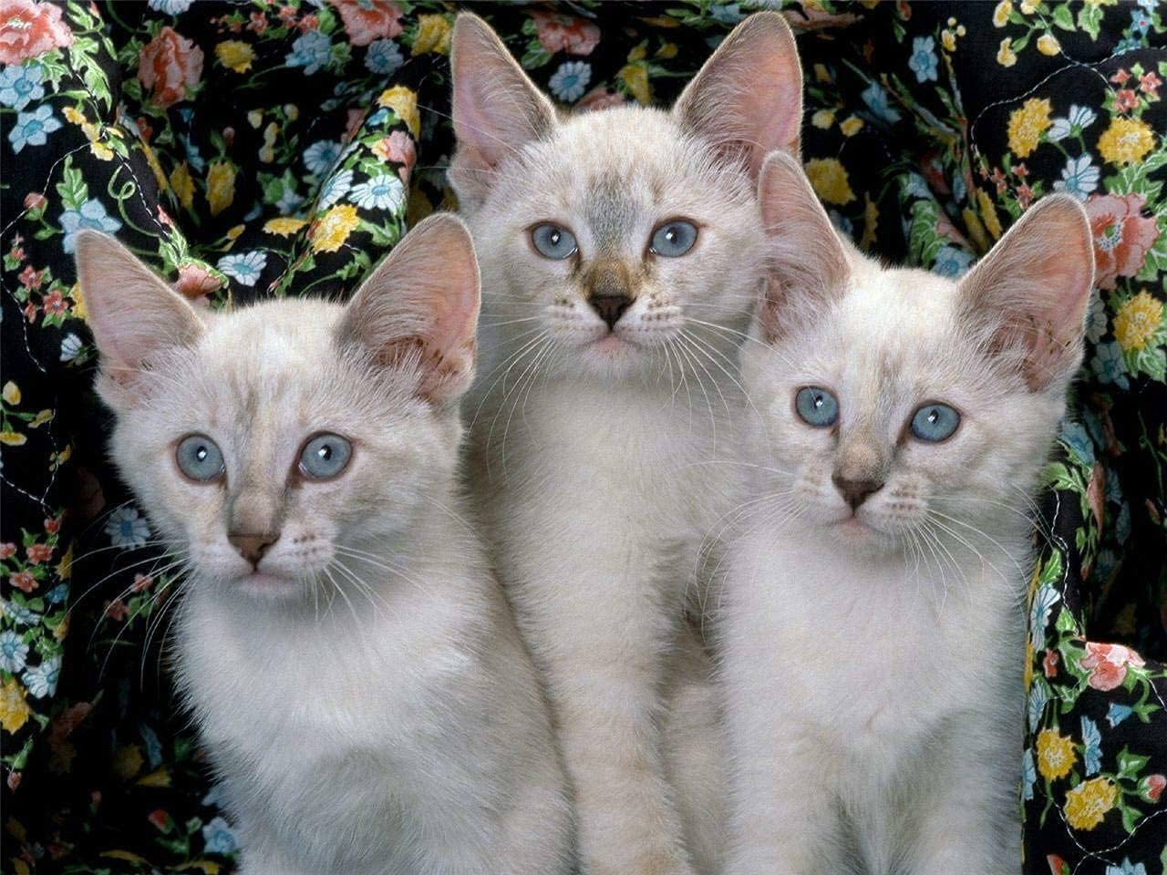 Jigsaw Puzzles 1000PCS Siamese Cats White Kittens Wooden Puzzle Children and Adolescents Educational Training Decompression Difficult Play Games