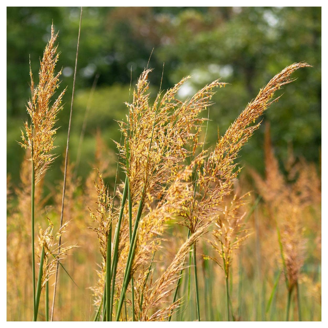 Amazon.com : Everwilde Farms - 1 Oz Indian Grass Native Grass Seeds - Gold  Vault : Patio, Lawn & Garden