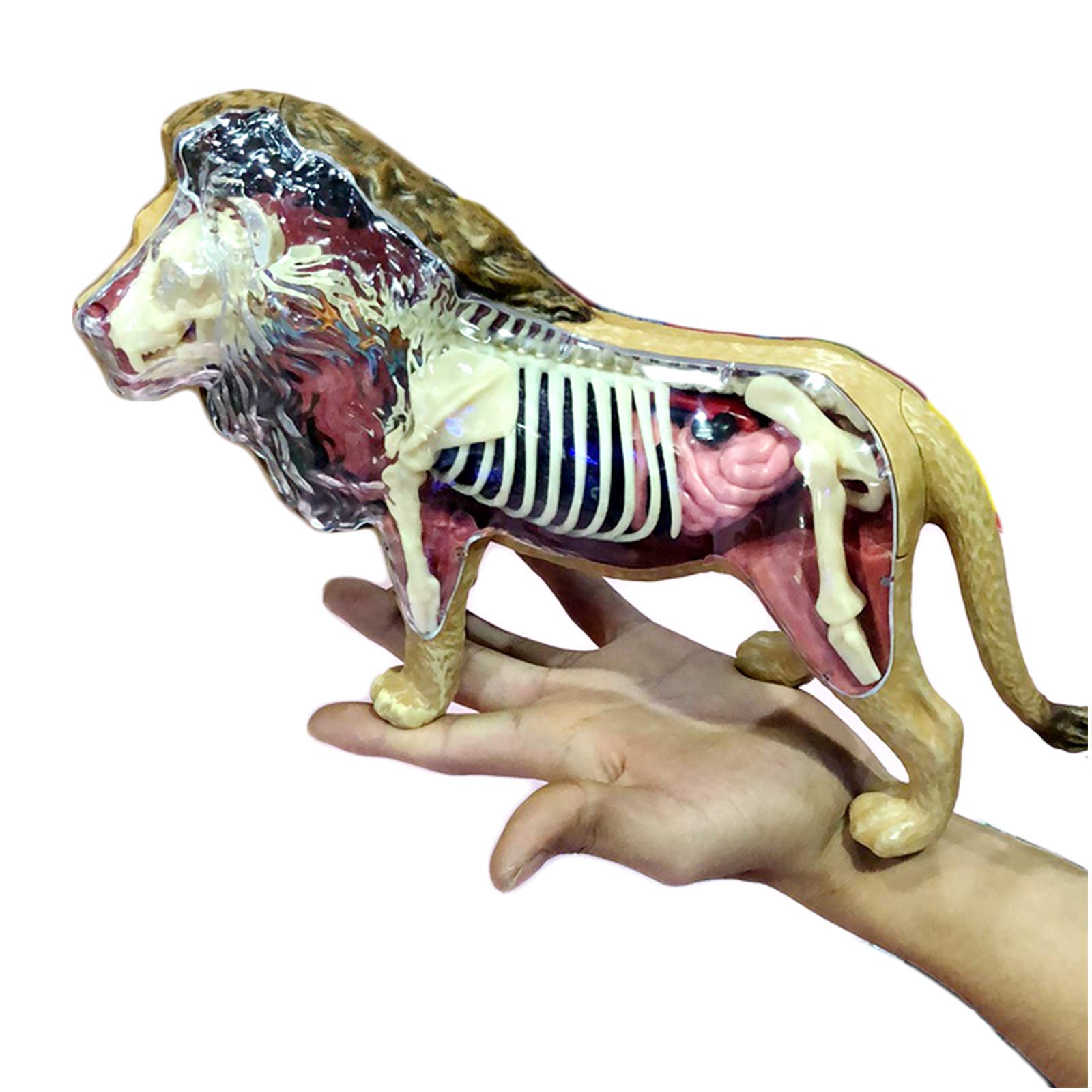 Amazon.co.jp: ライオンスケルトン解剖モデル - 4Dビジョンライオン Amazon.co.jp: ライオンスケルトン解剖モデル - 4Dビジョンライオン