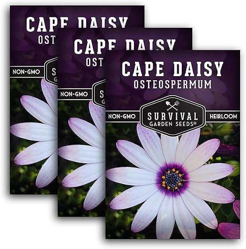 Paquete de 3 semillas Cape Daisy para plantar, paquete con instrucciones para cultivar un hermoso osteospermum blanco y morado en el jardín de