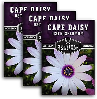 Cape Daisy Seeds for Planting - Osteospermum Ecklonis - White Petals with Purple Eyes, Long Blooming Annual to Tender Perennial Flower Variety - Survival Garden Seeds (3 Packs)