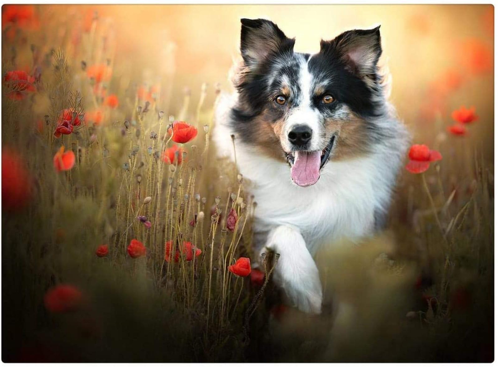 Puzzle 2000 Piece For Adult Poppy Flower Border Collie Jigsaw Puzzle 70x100CM
