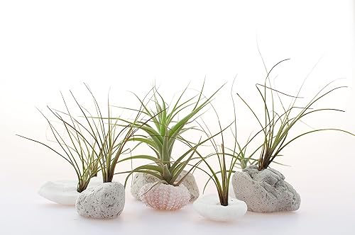 Miniatura 10 de Juego de plantas para la casa, de 2 a 5 pulgadas cada una, Tillandsia