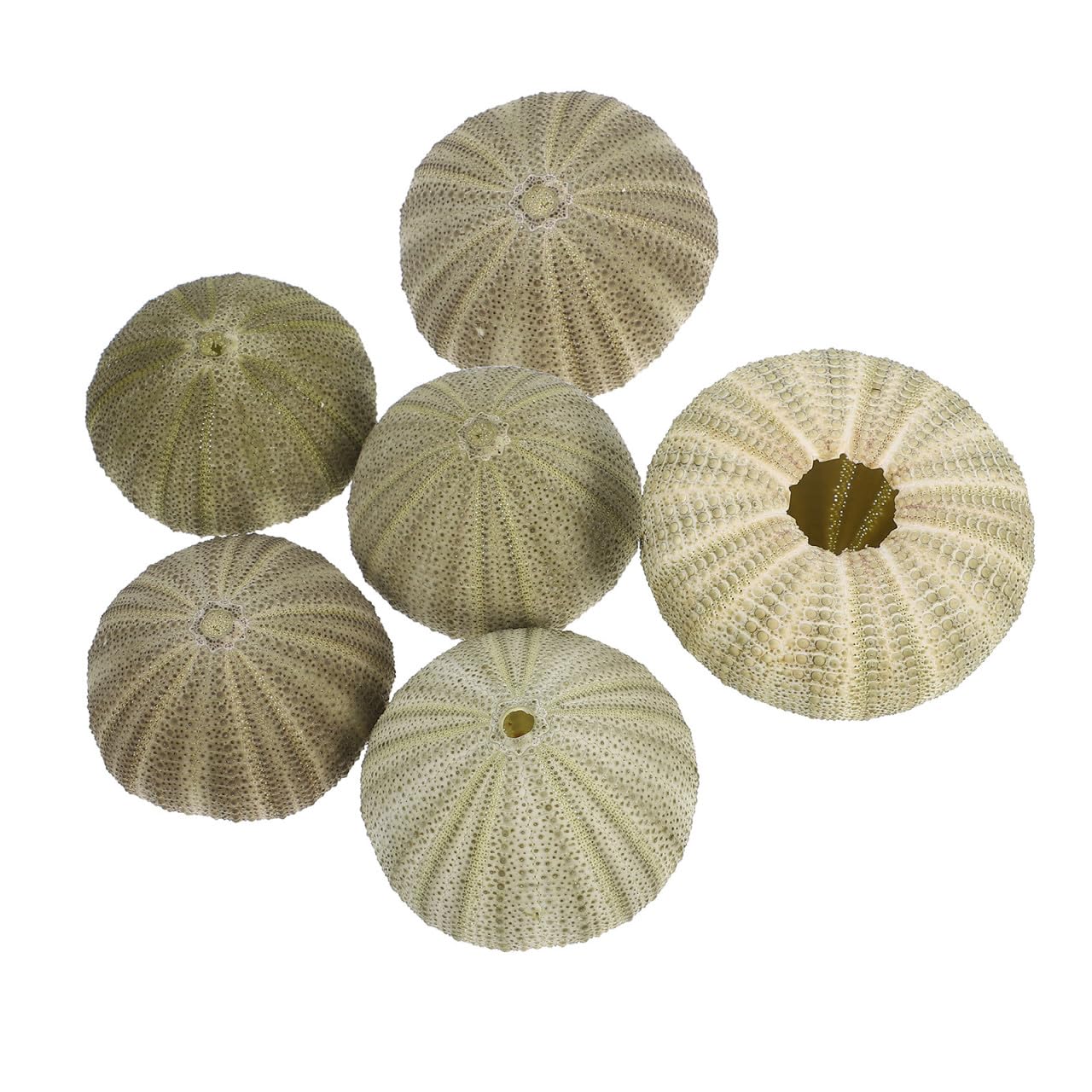 Seeigel Schalen 6 Stück Natürliche Muscheln 4–6cm für Wohnraum Deko und Strand Zubehör mit Halter für Sukkulenten und Bastelideen