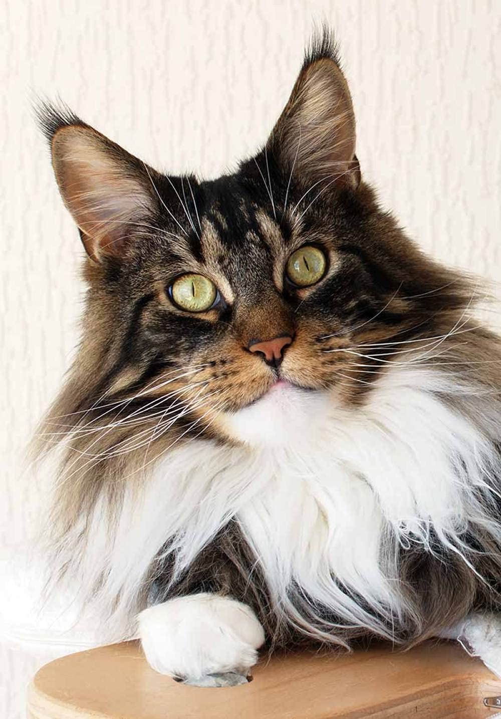 Kit Peinture Diamant 5D "Chat Maine Coon" 40x50 Cm - Toile HD, Diamants, Stylo, Colle, Activité DIY Relaxante, Décoration Murale