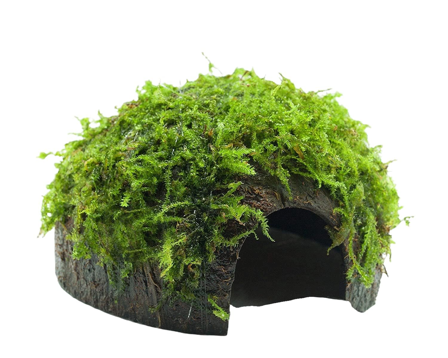 Maalavya Live Aquatic Plant Christmas Moss On Coconut Shell (Pack Of 2) (B0D9QTVJ8Y) Amazon Price History, Amazon Price Tracker