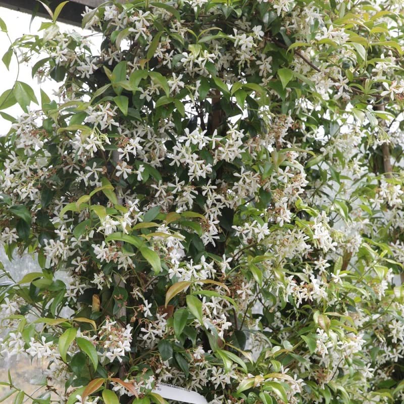 Gelsomino stellato 50–60 cm Vaso – Trachelospermum jasminoides – Rampicante sempreverde profumato
