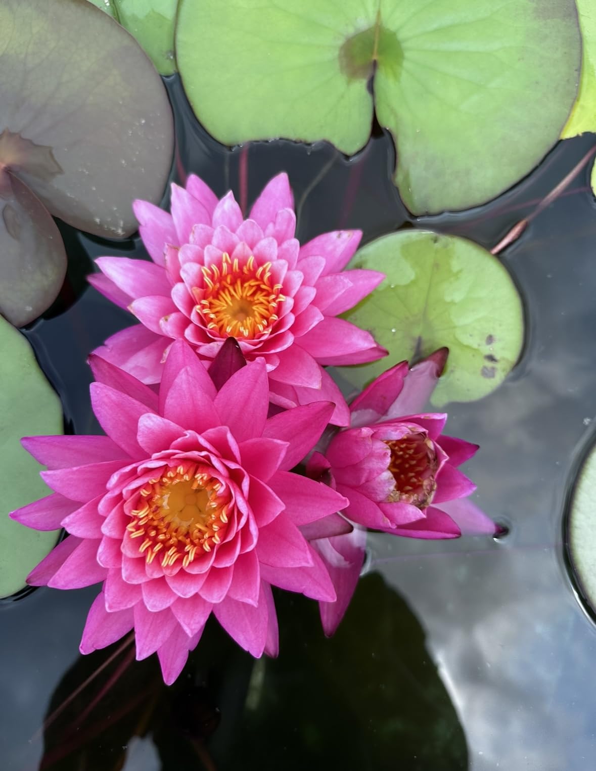 みーたんスイレン Amazon.co.jp: 睡蓮 ミスサイアム 温帯性睡蓮 子株2㎝〜 1株 花色