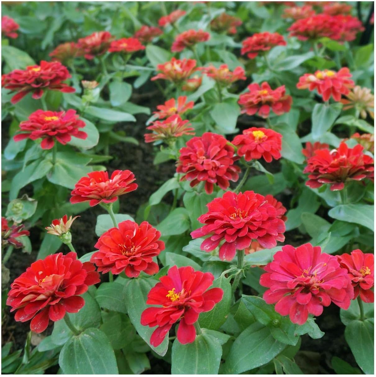 Everwilde Farms - 1 Lb Cherry Queen Zinnia Wildflower Seeds - Gold Vault