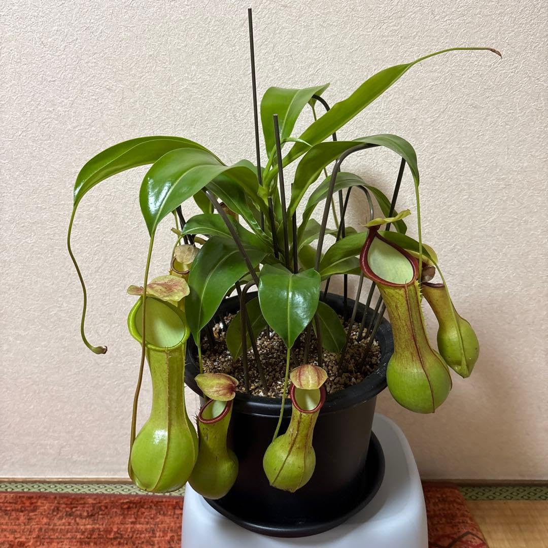 ウツボカズラ　ネペンテス　ヒスイ　狂気令嬢　５年物　観葉植物 Amazon.co.jp: 観葉植物 ネペンテス ウツボカズラ 7年物 狂気令嬢
