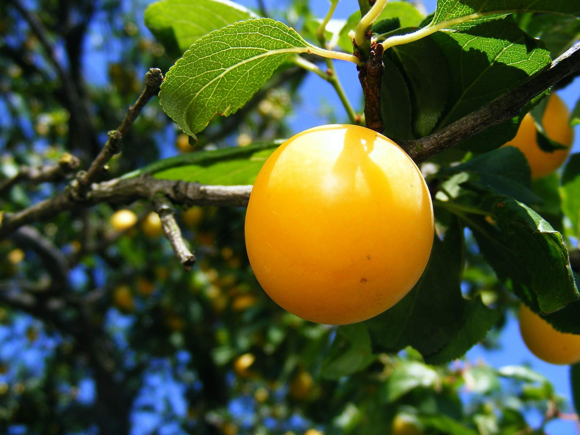 Pflaumen gelb, große aromatische Früchte im 5 kg Korb