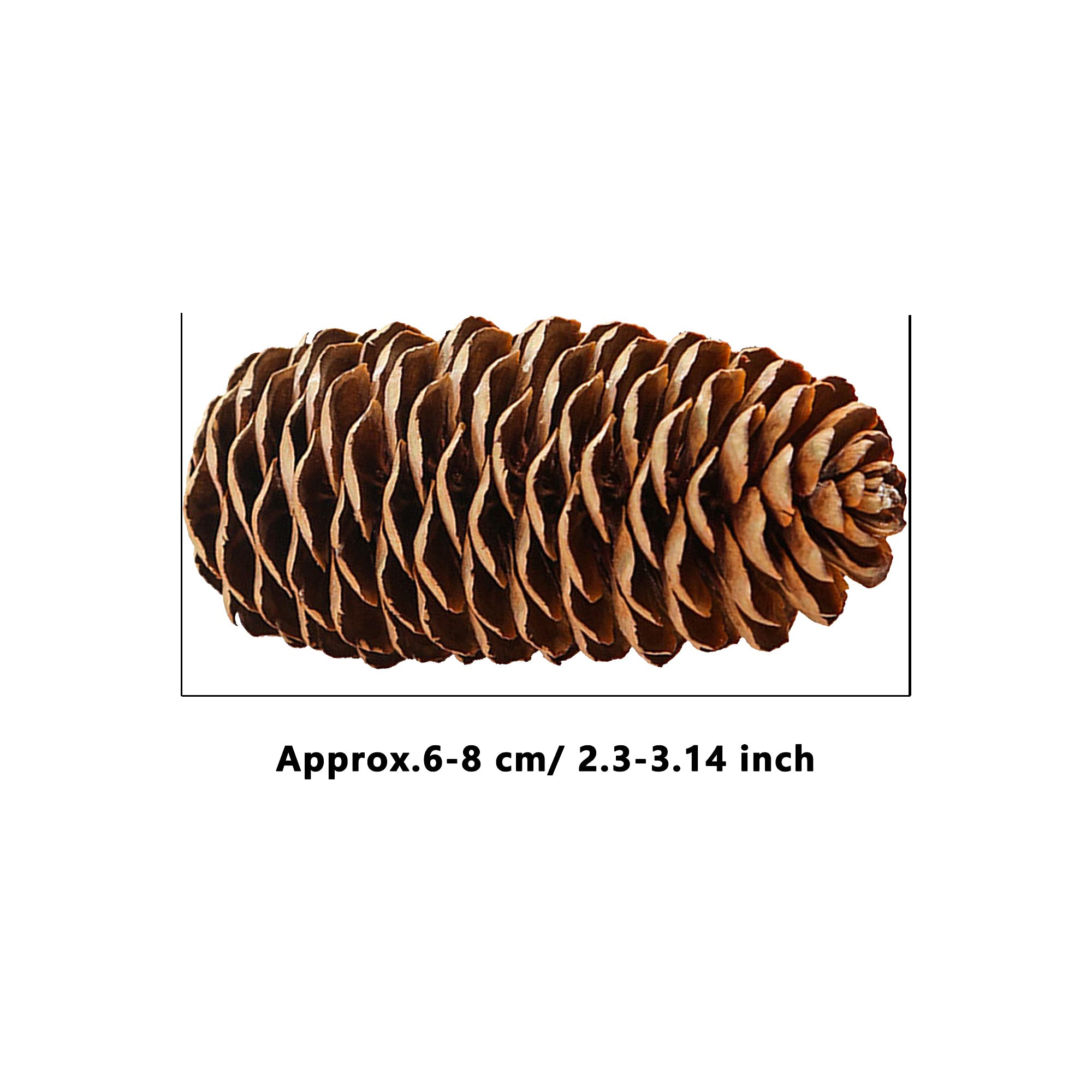 Lot de 30 Grandes Pommes de pin Naturelles pour décoration de fête de Noël, Loisirs créatifs, décoration d'intérieur (6 à 8 cm)
