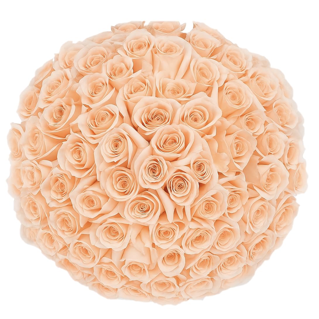 GlobalRose 150 Peach Roses Bouquet - Responsibly Sourced Roses Fresh Flowers - Hand-Picked Flowers Fresh Bouquet for Graduation, Anniversary, Birthday & Special Occasions (6 Bunches of 25 Stems)