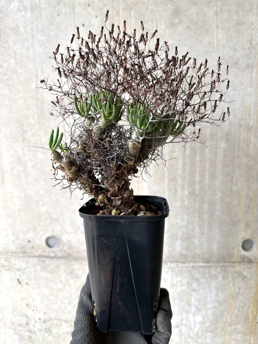 Tylecodon reticulatus【現地株】レティキュラータス万物想 Amazon｜【現品限り】チレコドン・レティキュラータス 現地株 発