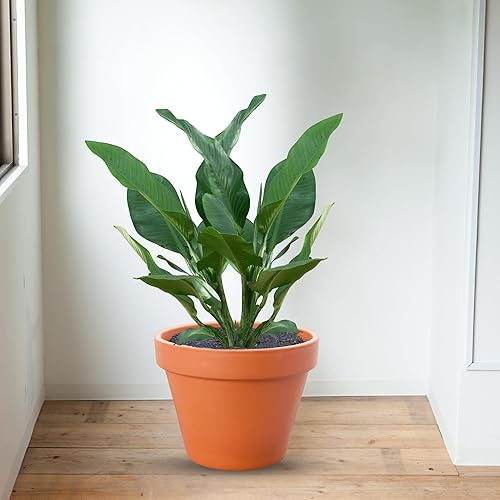 Miniatura 7 de Curtis Wagner Plastics Plant Guard - Protector de plantas de 16 pulgadas de diámetro, paquete de 2  Protector de plantas de gatos y animales