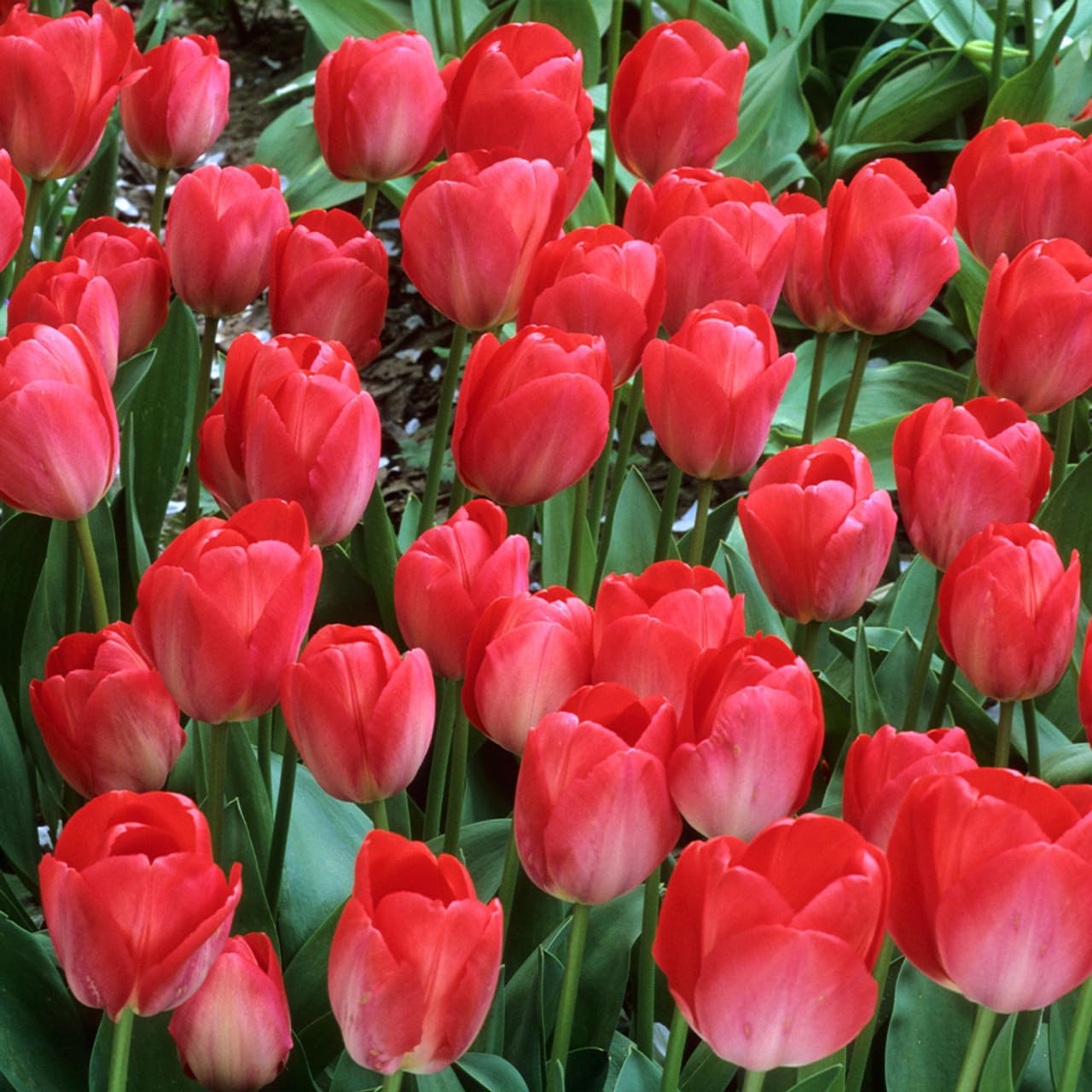 Tulip Darwin Hybrid Red Van Eijk Bulbs - Premium Darwin Hybrid Tulips for Stunning Spring Gardens | Hardy, Perennial, and Easy to Grow (6 Pack)