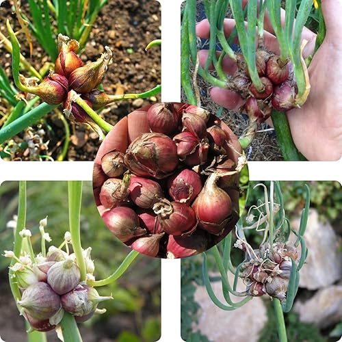 25 bulbos de cebollas egipcias para plantar al aire libre en interiores