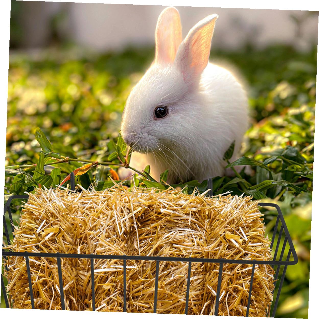 Mangeoire à Foin Suspendue pour Lapin en Fer Noir, 5 Pièces