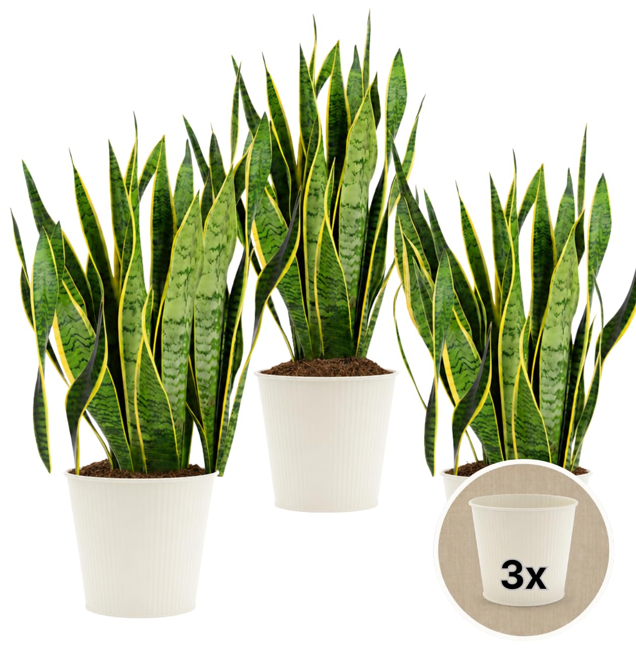 Bogenhanf + 3x Cremefarbener Zinktopf | 3er-Set | Sansevieria laurentii | ca. 40-50 cm | ø 12-15 cm Topf | Pflegeleichte Zimmerpflanzen für Wohnung und Büro | Qualität vom Pflanzen Profi