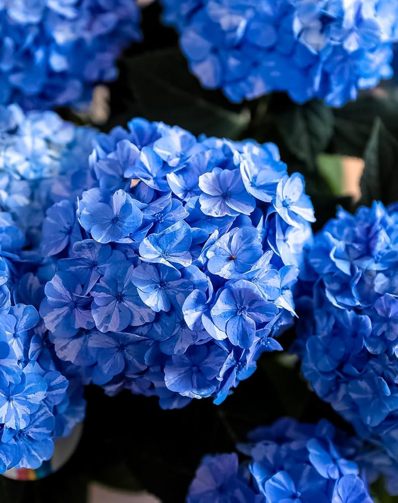 【専用商品】　アジサイ　リクエストアソート　紫陽花 専用商品】 アジサイ リクエストアソート 紫陽花