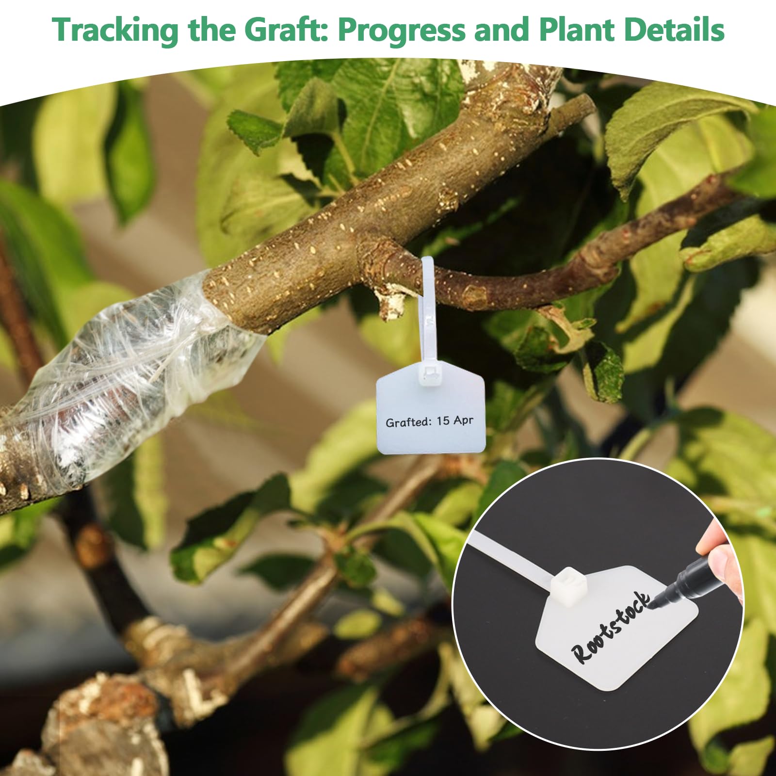 Cinta de Injerto 5Pcs Cinta para Injertar Cinta de Injerto Estirable y Transparente con 10Pcs Ataduras para Injertos de Árboles Frutales y Reparación de Ramas en Viveros y Jardines