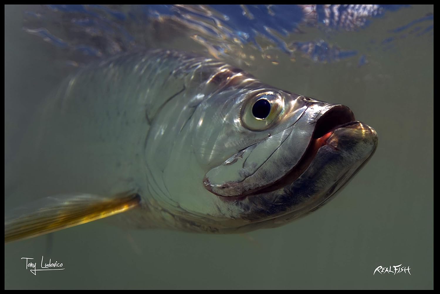 Realfish Floor Mat, Fish Mat, Door Mat Portriat of a King Tarpon 24" x 36" H20 Series