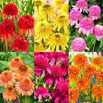 1000+ Echinacea Coneflower Seeds for Planting -Perennial Cone Flower Seeds Attracts Pollinators