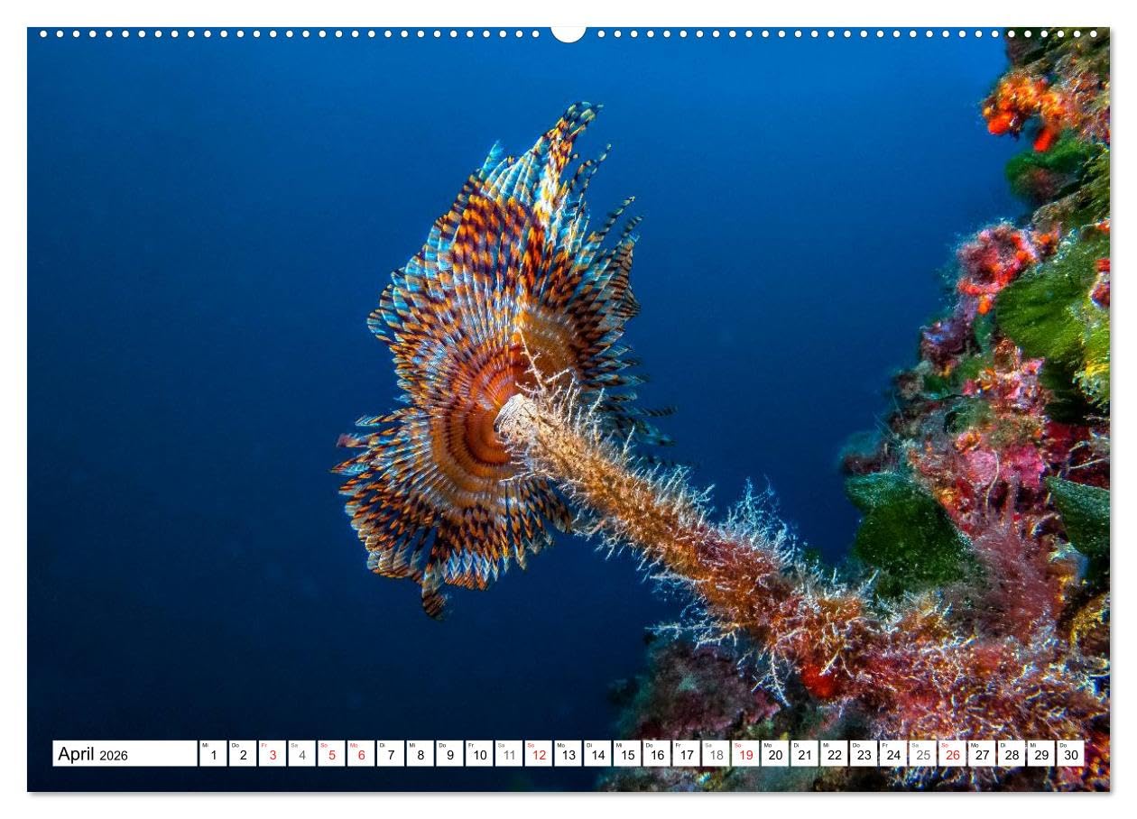 Tauchen im Mittelmeer (hochwertiger Premium Wandkalender 2026 DIN A2 quer), Kunstdruck in Hochglanz: Bei Tauchgängen im Mittelmeer werden Sie viele der im Kalender gezeigten Meeresbewohner treffen