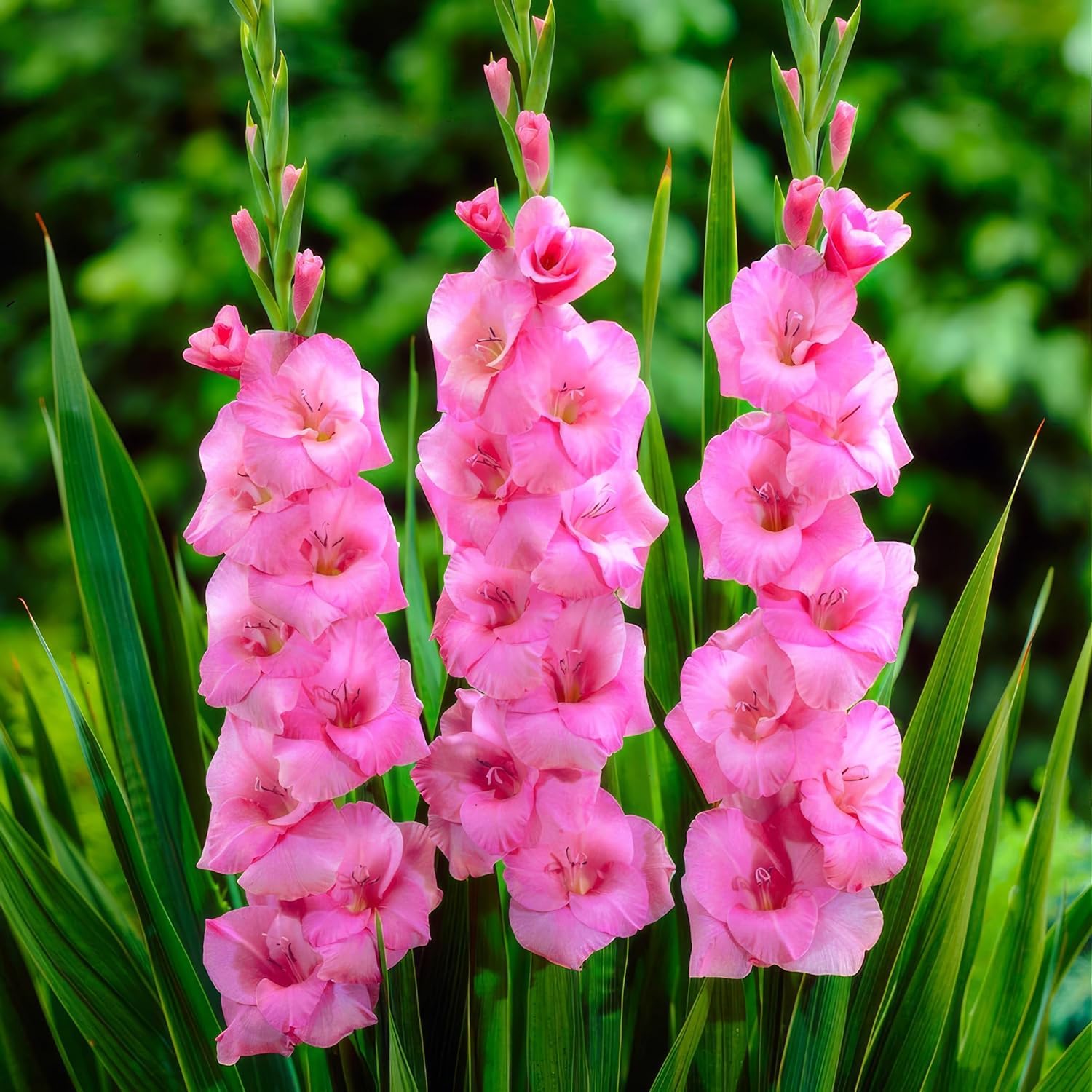 Glaïeuls Rose, 10 bulbes de Hollande, de vrais grands glaïeuls pour le jardin et les pots (sans graines, non artificiels et rust