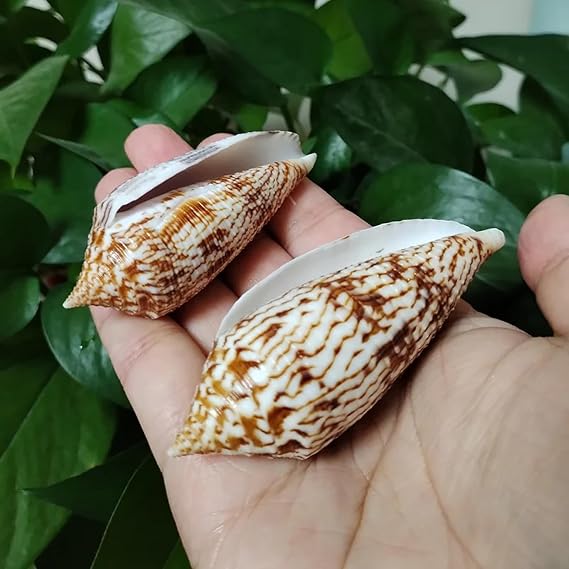 Sea Shells for Crafting,2Pcs 7-12cm Conus Australis Brown Natural Cone Shell for Craft Home Décor Fish Tank Wedding Beach Theme Party 7cm-12 cm