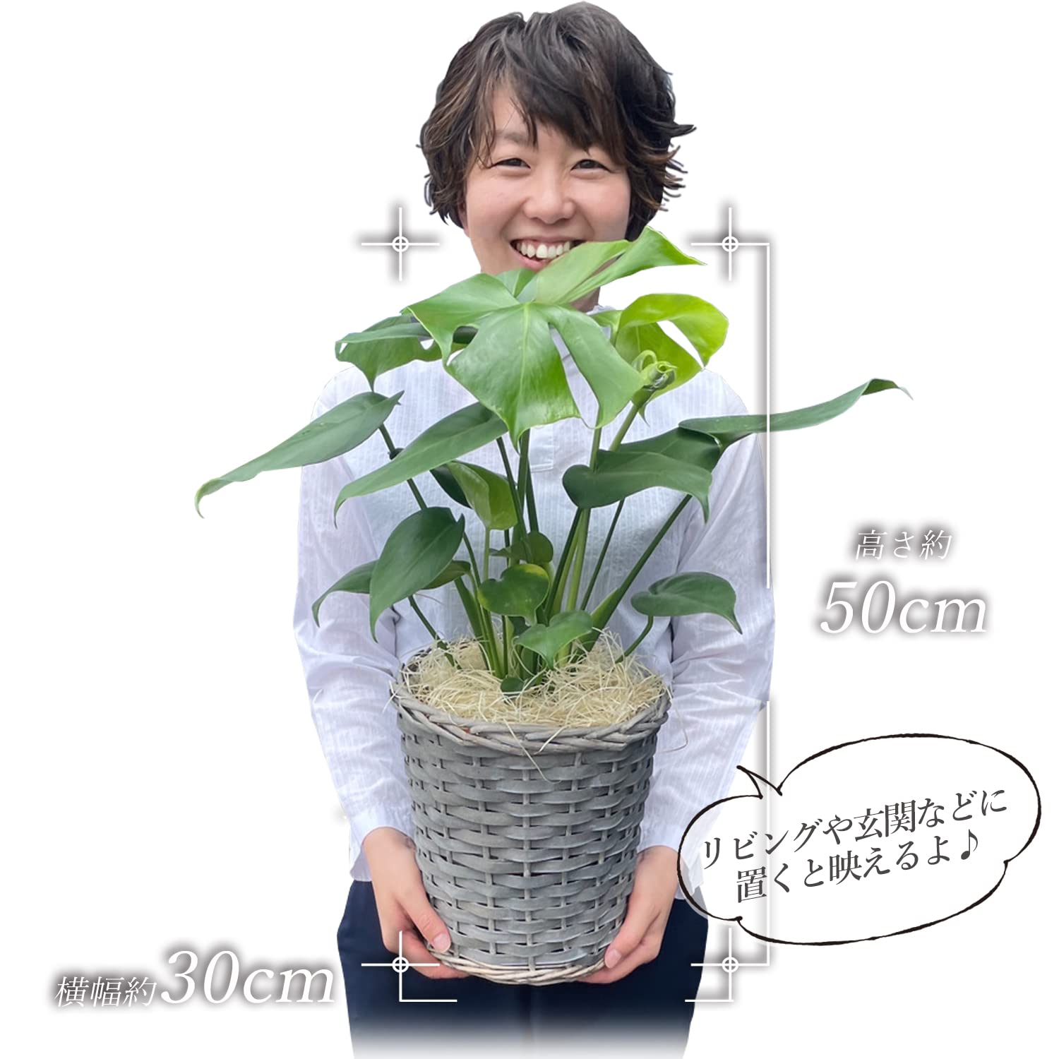 Amazon｜花のギフト社 モンステラ 鉢植え もんすてら 観葉 植物 6号