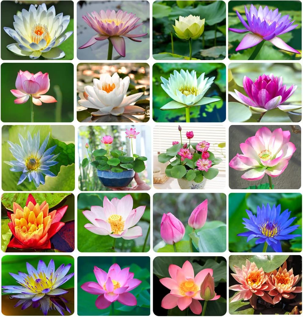 Bonsai Bowl Lotus Seeds, Water Lily Flower Plant Seeds(10