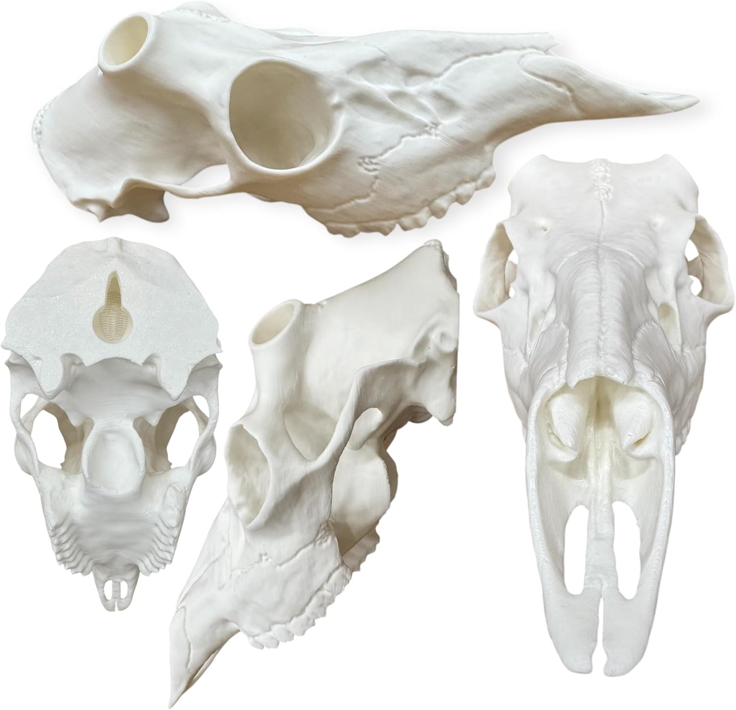 Backcountry Innovated Whitetail Self-Hanging European Antler Mounting Fake Deer Skull Kit | Antler Adjustment System | 3D Scanned Buck Skull | DIY Euro Antler Mount Kit | Shed Antlers | Taxidermy