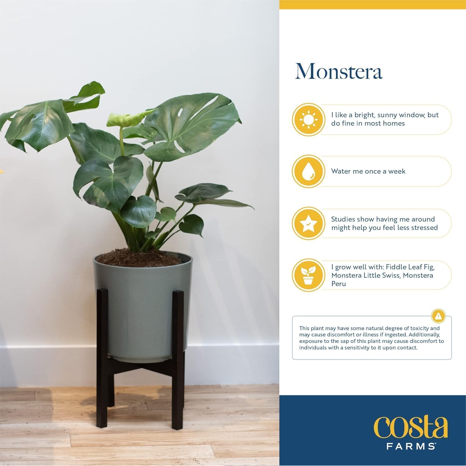 Costa Farms Monstera, Swiss Cheese Live Plant in Plastic Pot, Large Indoor Houseplant, Perfect for Home, Room, or Office Decor, House Warming or Birthday Gift, 2-3 Feet Tall