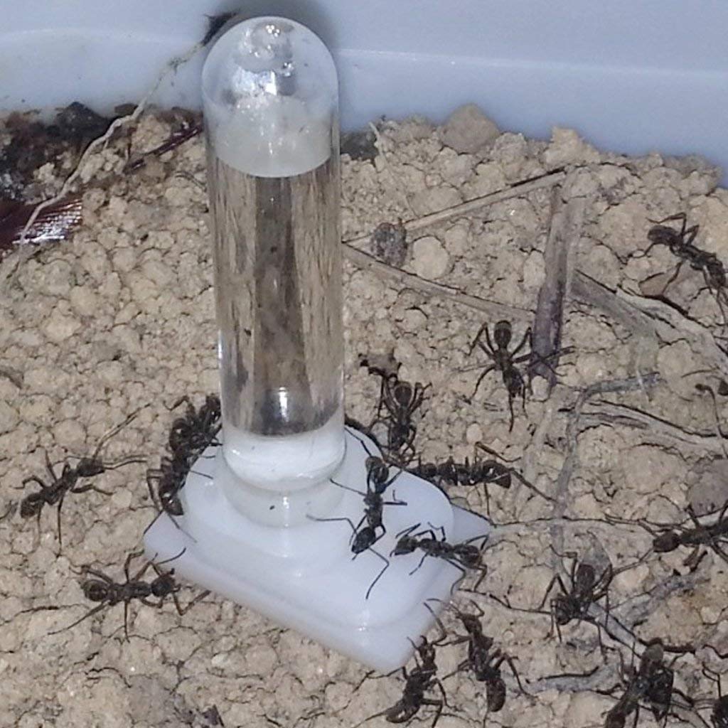 Dispensador de agua para hormigas, forma única de tubo, material acrílico, para colgar, uso interior, 3x2x6,5 cm, transparente, alimentado