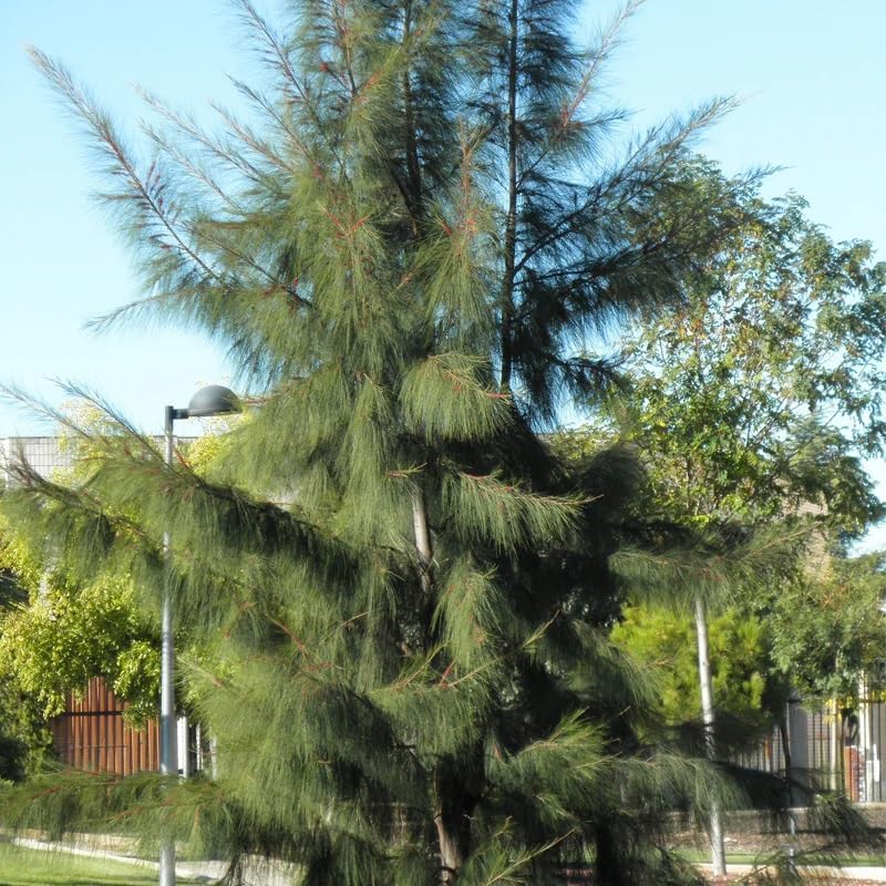 Miniatura 6 de Casuarina equisetifolia (Sheoak de playa, pino australiano) Semillas de árbol, valiosas para la construcción, leña y producción de carbón, semillas