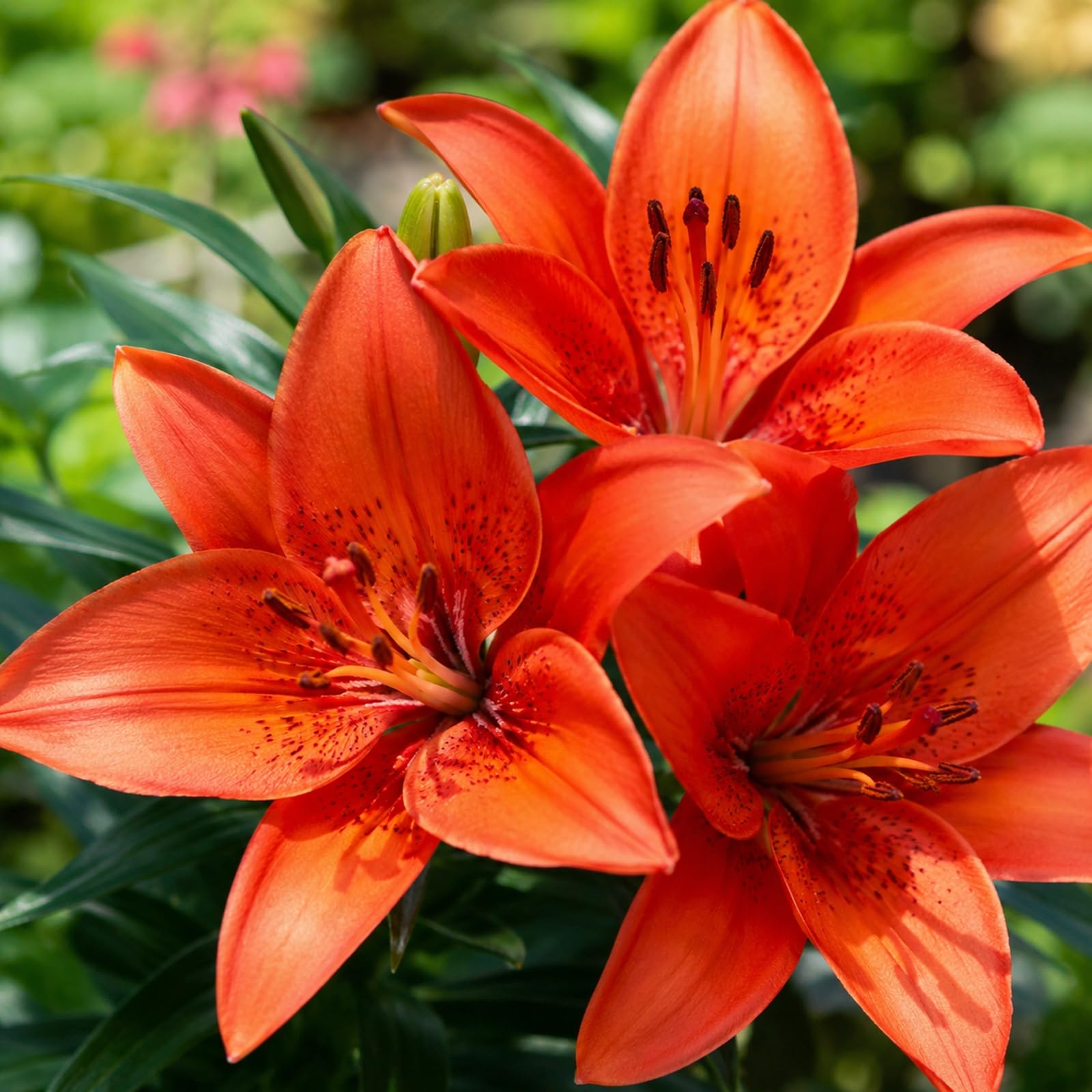 Nachhaltige Geschenke, Super Kollektion, Zeitlose, Sehr Exklusiv, Gartendekoration, Langanhaltende Farbe, -10 Lilien -E