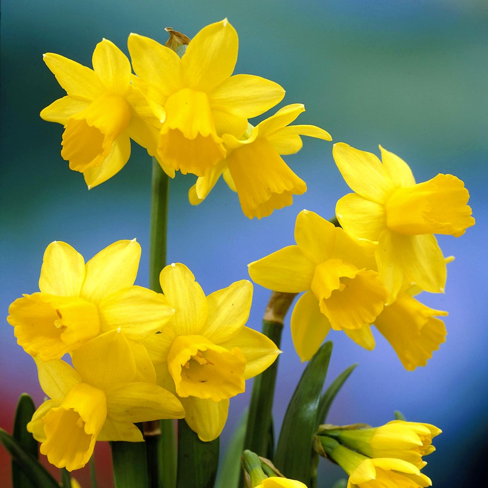 Carbeth Plants - 10 x Daffodil Tete a Tete Spring Bulbs - Yellow Dwarf Miniature Narcissus Spring Flowering Perennials - UK Hardy Pollinator Friendly - Grow in Beds, Borders and Patio Pots