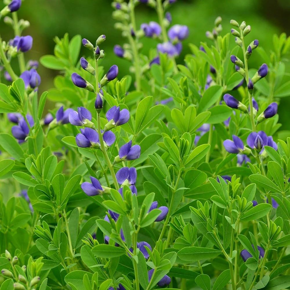 Plant Theory 9cm Pot Baptisia Australis False Indigo Perennial