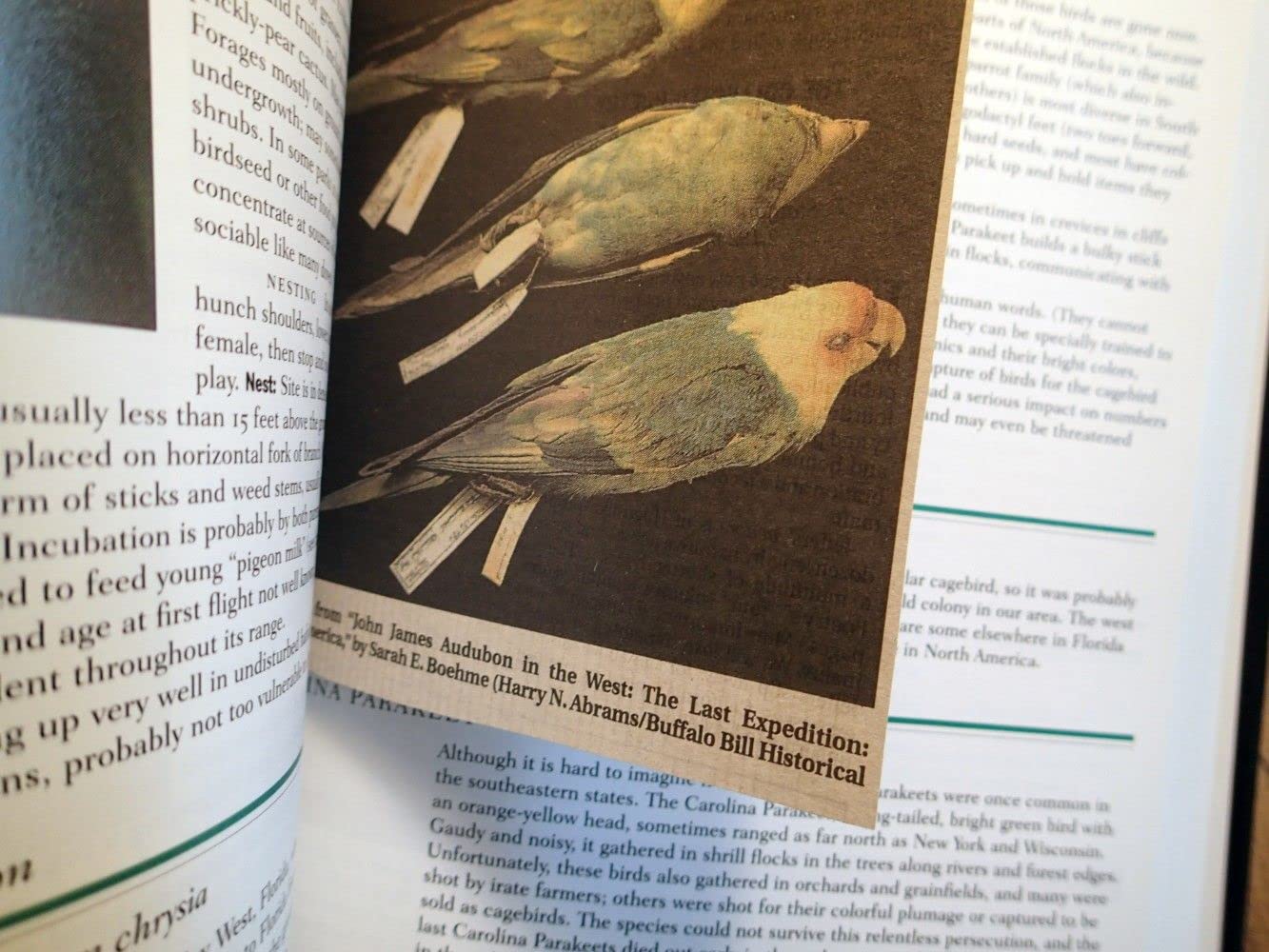 Lives of North American Birds (Peterson Natural History Companions) - Image 7