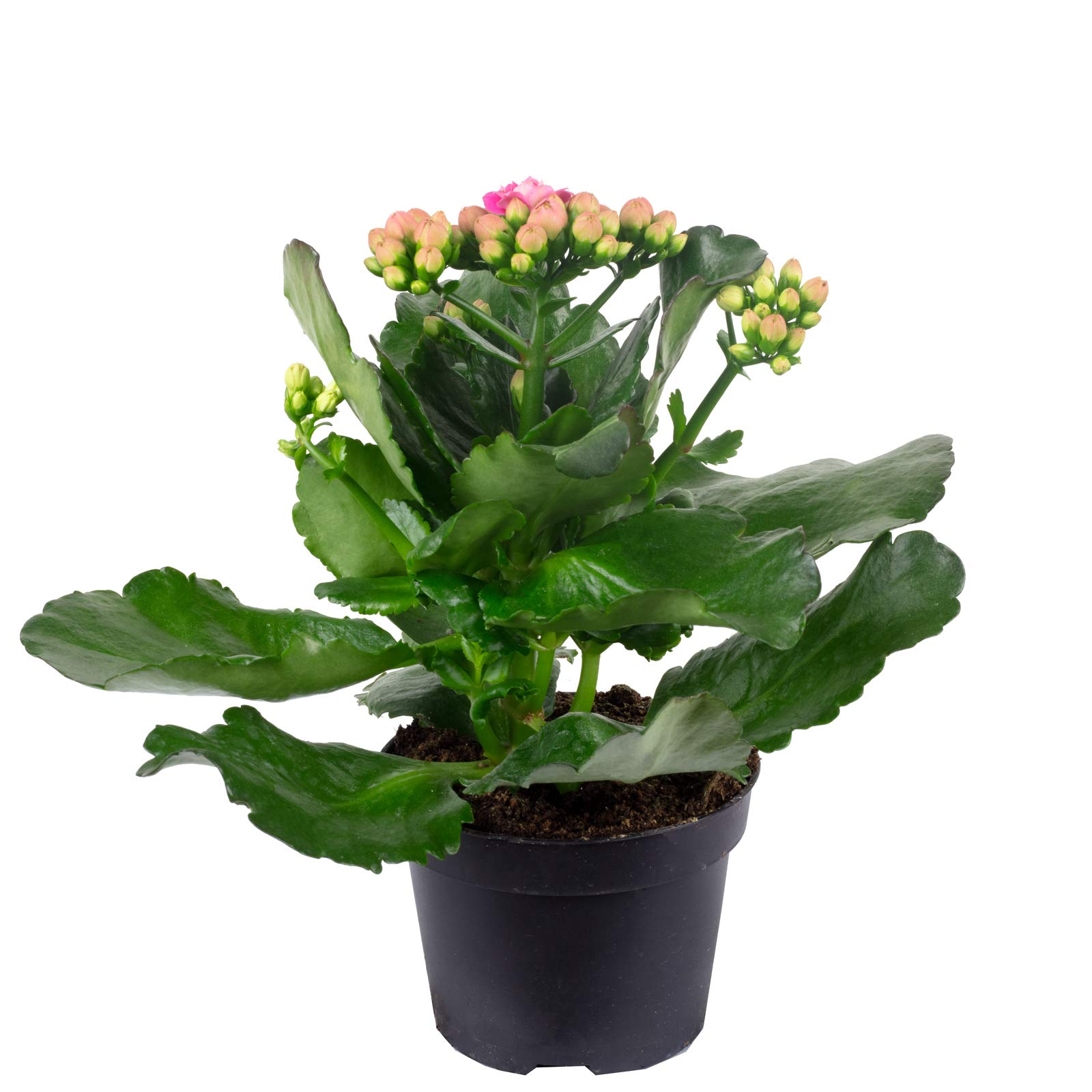 zimmerpflanze hängend herzförmige blätter Herzblatt-Philodendron (Philodendron hederaceum) – 120 cm – Ø24 cm Topf –  Luna's Leaf Co main image 1