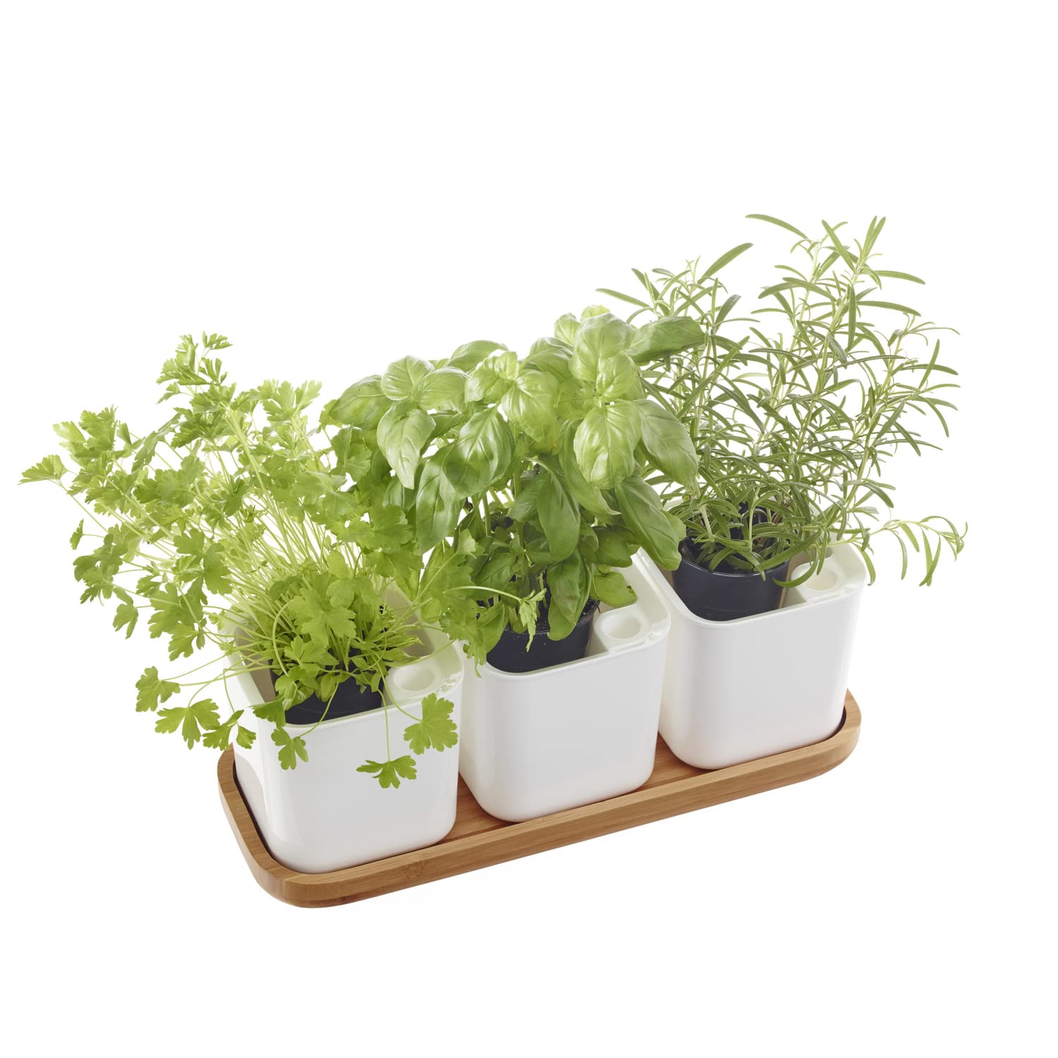 EDEN HERBAL 3 KRUIDENPOT WIT 12X12X12 CM - 1 L ORTHEX 698500 (4)