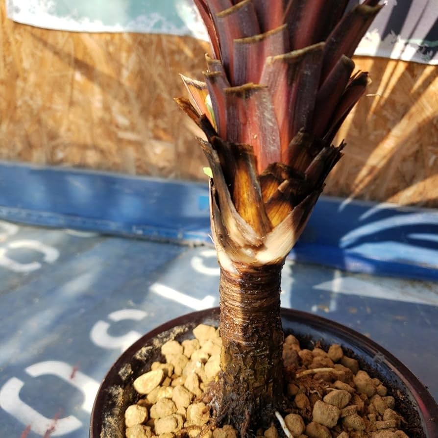 赤ドラセナ レッドスター コルジリネ 幹立 120cm