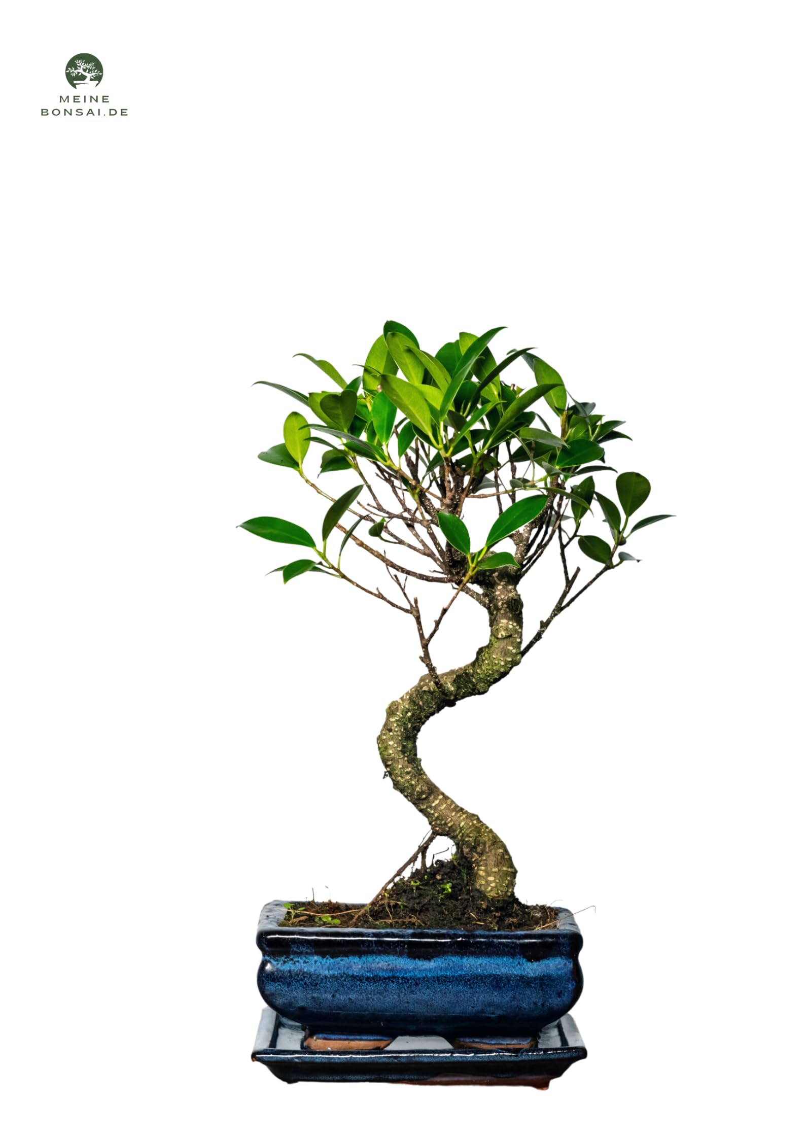 Arbre bonsaï Ficus Microcarpa en pot céramique 15 cm 8-9 ans
