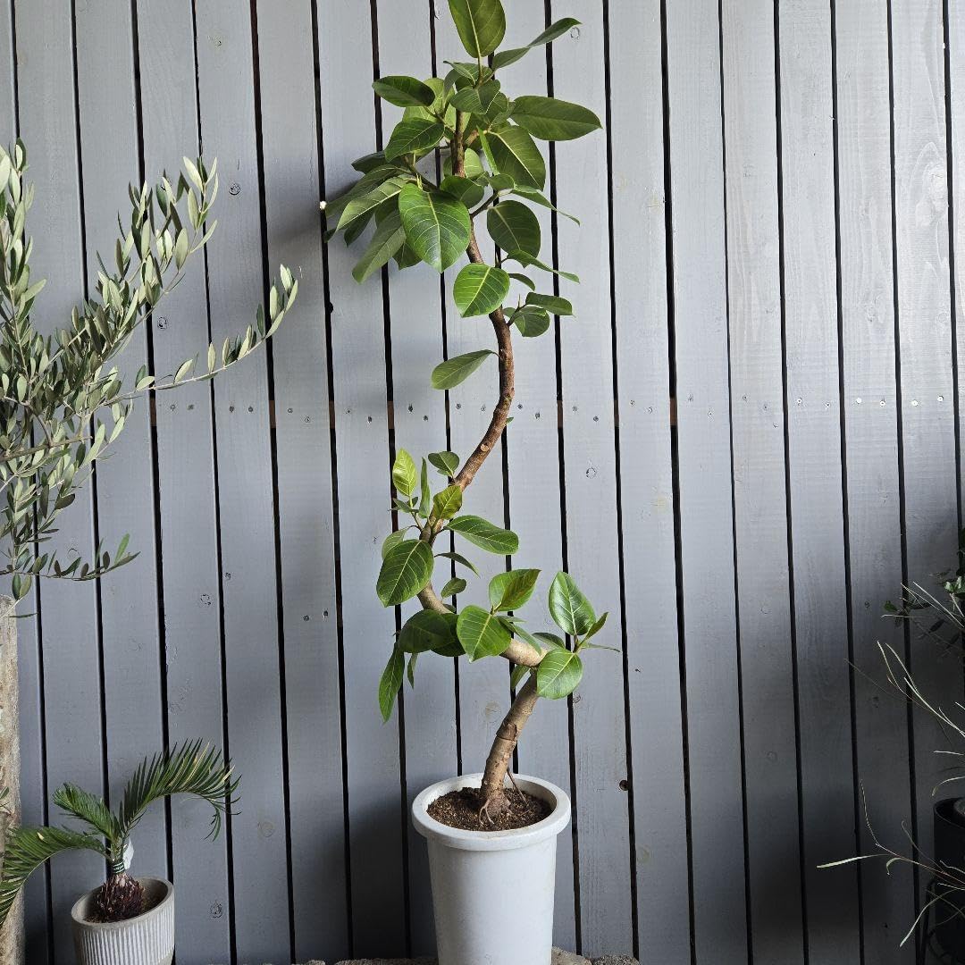 フィカス アルテシマ 8号 曲がり仕立て 螺旋 特大苗木最高等級極上品