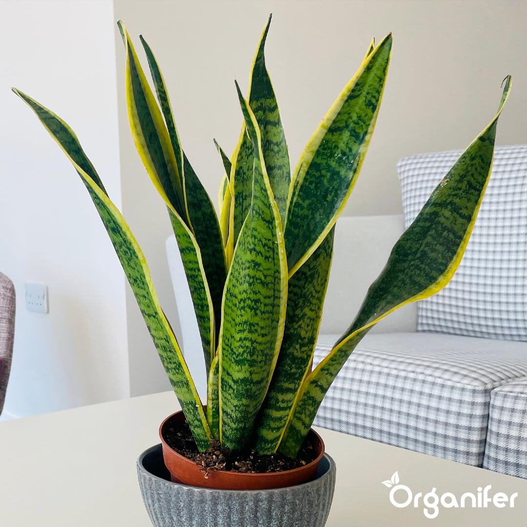 Engrais Liquide pour Sansevieria 1L, Organique, Croissance Rapide et Racines Fortes