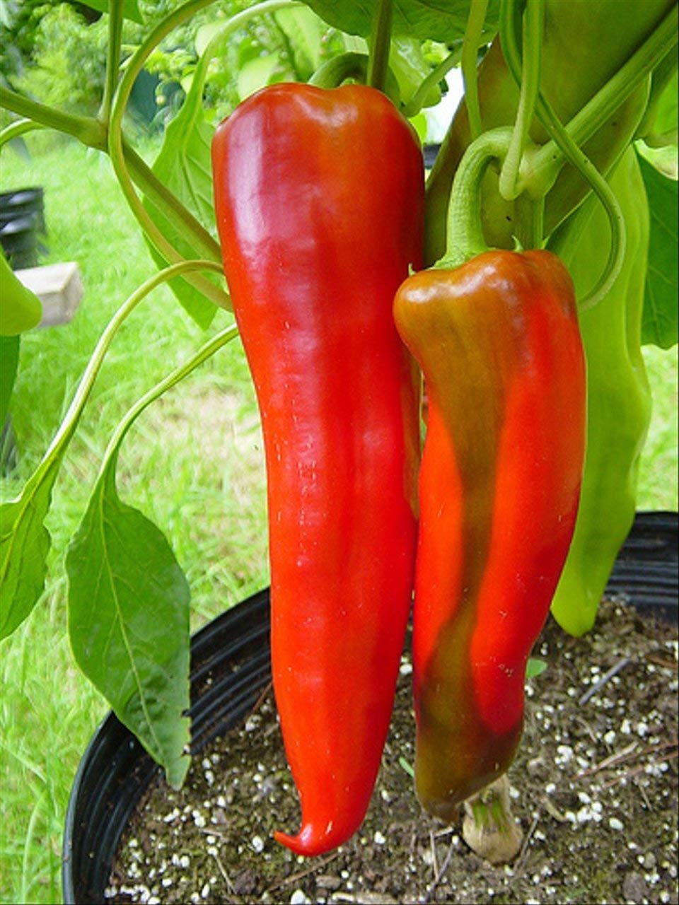 Planthub Giant Chilli Aconcagua, Capsicum Annuum, Sweet Pepper Vegetable Seeds - Pack of 40 Seeds. (B0852KNL9K) Amazon Price History, Amazon Price Tracker