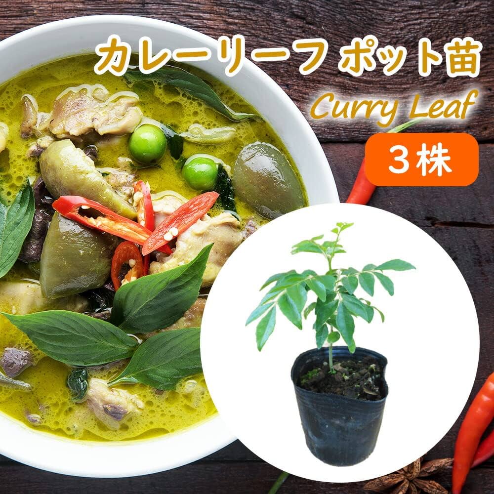 Amazon.co.jp: Curry Leaf Seedlings, 3.5 inches (9 cm) Pot, 3.9