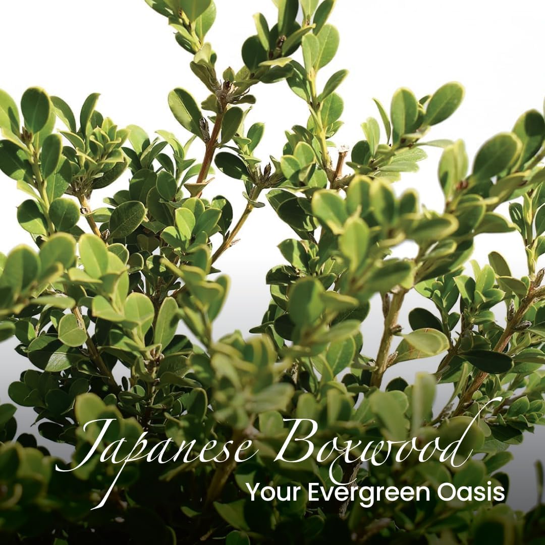 American Plant Exchange Live Japanese Boxwood Plant, Plant Pot for Home and Garden Decor, 10" Pot
