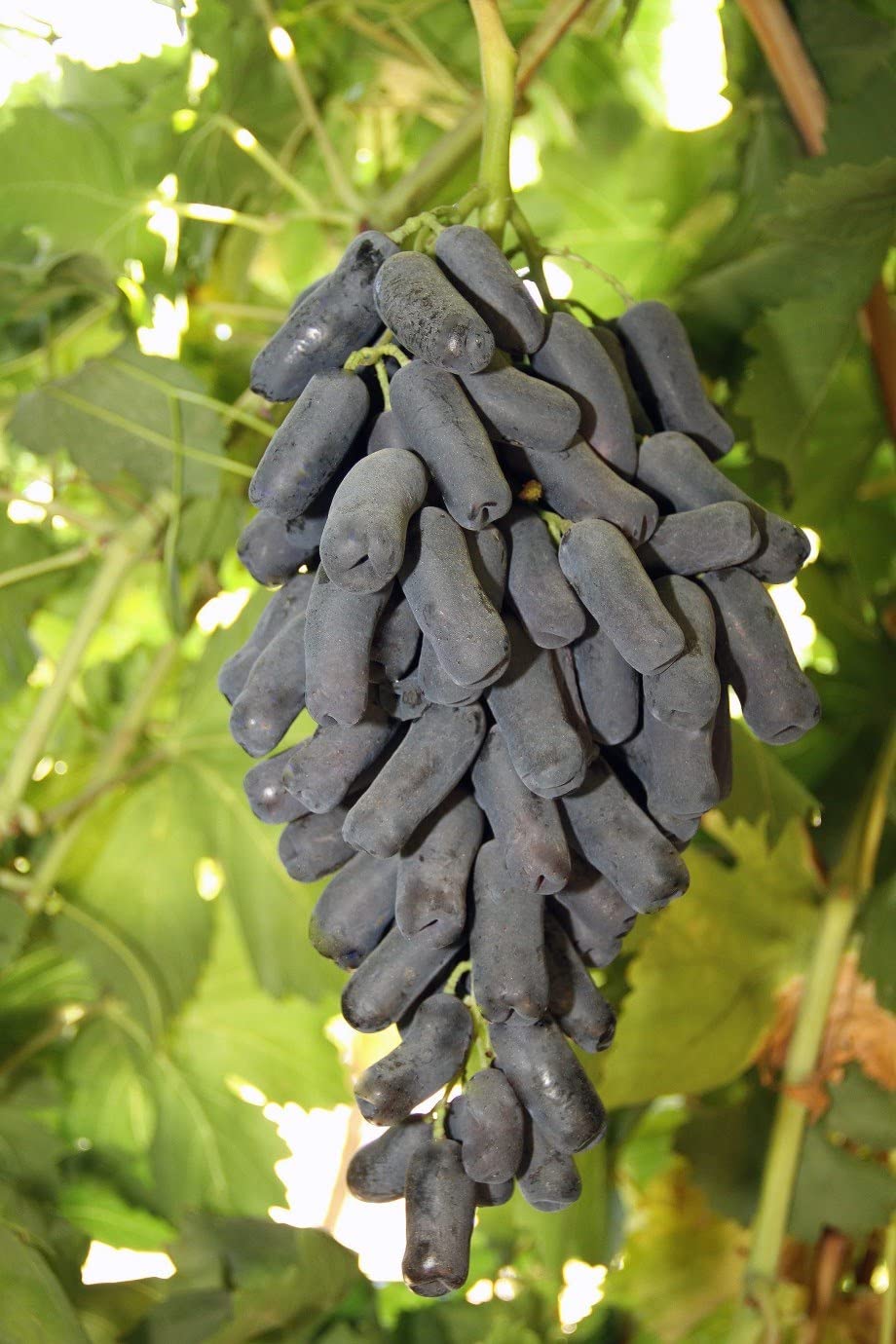 Eroanvia Moondrop Black Grapes Plant/Angoor Ka Podha (Plant Height 2-3) Healthy Hybrid Live Frout Plant For Home Garden Angoor Sweet Fruit Plant (B0BGQLK431) Amazon Price History, Amazon Price Tracker